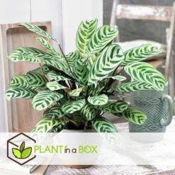 Ctenanthe 'gebedsplant' - Set Van 2 - Burle-marxii - Pot 12cm - Hoogte 25-40cm -Woonwinkel 1000030964 0102