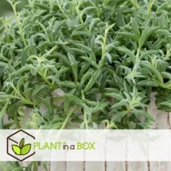 Senecio Peregrinus - Set Van 2 - Pot 12cm - Hoogte 10-20cm -Woonwinkel 1000081951 0103