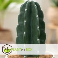 Cereus Jamacaru - Cactus "Cuddly" - Pot 18cm - Hoogte 30-35cm -Woonwinkel 1000082007 0103