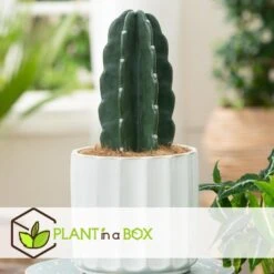 Cereus Jamacaru - Cactus "Cuddly" - Pot 18cm - Hoogte 30-35cm -Woonwinkel 1000082007 0104