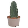 Cereus Jamacaru - Cactus "Cuddly" - Pot 18cm - Hoogte 30-35cm -Woonwinkel 1000082007