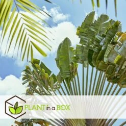 Ravenala Madagascariensis - Set Van 6 - Reizigerspalm - Pot 9cm - Hoogte 25-40cm -Woonwinkel 1000087973 0103