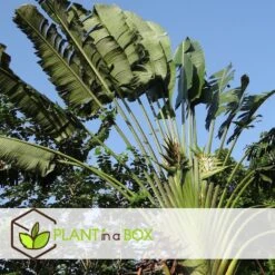 Ravenala Madagascariensis - Set Van 6 - Reizigerspalm - Pot 9cm - Hoogte 25-40cm -Woonwinkel 1000087973 0104