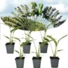Ravenala Madagascariensis - Set Van 6 - Reizigerspalm - Pot 9cm - Hoogte 25-40cm