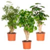 3x Polyscias Mix - Fabian - Ming - Green Lemon P12H30 -Woonwinkel 1000088692